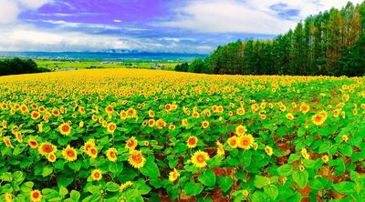 🏞️ 홋카이도립 선필러 파크 (北海道立サンピラーパーク) 이미지 2